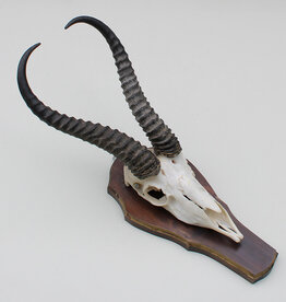 Schedel SPRINGBOK op houten schild - ref. W