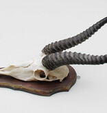 Schedel SPRINGBOK op houten schild