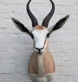 Opgezette KOP SPRINGBOK antilope