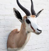 Opgezette KOP SPRINGBOK antilope