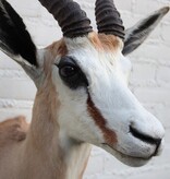 Opgezette KOP SPRINGBOK antilope