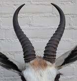 Opgezette KOP SPRINGBOK antilope