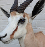 Opgezette KOP SPRINGBOK antilope