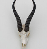 Schedel SPRINGBOK