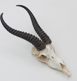 Schedel SPRINGBOK  - ref. V
