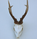 Zesender REE GEWEI  - schedel - 386 gr - stanglengte 21/23 cm