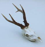 Zesender REE GEWEI  - schedel - 386 gr - stanglengte 21/23 cm