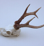 Zesender REE GEWEI  - schedel - 386 gr - stanglengte 21/23 cm