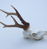 Zesender REE GEWEI  - schedel - 386 gr - stanglengte 21/23 cm