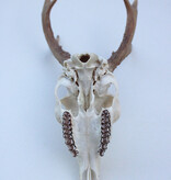 Zesender REE GEWEI  - schedel - 386 gr - stanglengte 21/23 cm