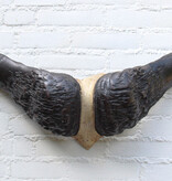 Oude schedel KAAPSE BUFFEL / KAFFER BUFFEL