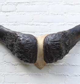 Oude schedel KAAPSE BUFFEL / KAFFER BUFFEL - ref. B