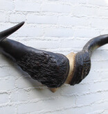 Oude schedel KAAPSE BUFFEL / KAFFER BUFFEL