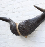 Oude schedel KAAPSE BUFFEL / KAFFER BUFFEL