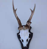 Abnorm zesender REE GEWEI op houten schild