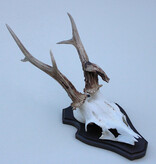 Abnorm zesender REE GEWEI op houten schild