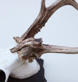 Abnorm zesender REE GEWEI op houten schild