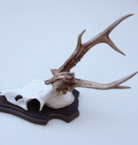 Abnorm zesender REE GEWEI op houten schild