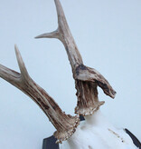 Abnorm zesender REE GEWEI op houten schild