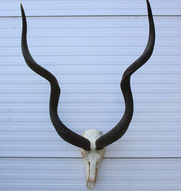 Grote schedel KUDU ANTILOPE - ref. B
