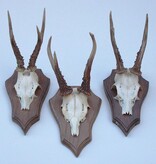 3 x REE GEWEI op houten schild - met kaakdeeltjes