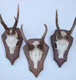 3 x REE GEWEI op houten schild - met kaakdeeltjes