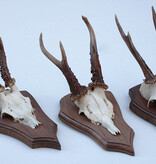 3 x REE GEWEI op houten schild - met kaakdeeltjes