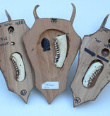 3 x REE GEWEI op houten schild - met kaakdeeltjes