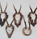 OPRUIMING: 5 x REE GEWEI op houten schild