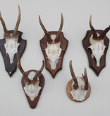 OPRUIMING: 5 x REE GEWEI op houten schild