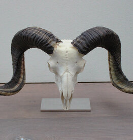 Schedel RAM heideschaap op sokkel - ref. A