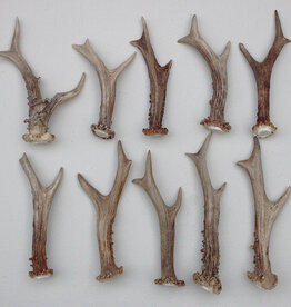 10 stangetjes REE GEWEI 14-21 cm - Ref. G