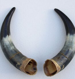 Paar KOE HOORNS - 27 cm