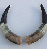 Paar KOE HOORNS - 27 cm