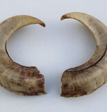 Paar RAMS-HOORNS - 38 cm