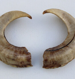 Paar RAMS-HOORNS - 38 cm