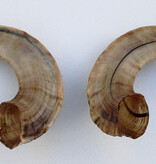Paar RAMS-HOORNS - 38 cm