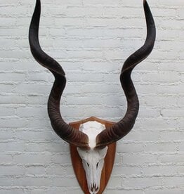 Grote schedel KUDU ANTILOPE - Ref. B