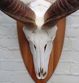 Grote schedel KUDU ANTILOPE op houten schild