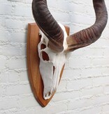 Grote schedel KUDU ANTILOPE op houten schild
