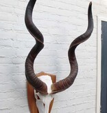 Grote schedel KUDU ANTILOPE op houten schild