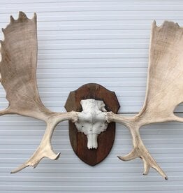 Groot ALASKA ELAND GEWEI op houten schild ("MOOSE")
