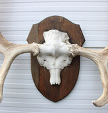 Groot  ALASKA ELAND GEWEI op solide houten schild ("MOOSE")