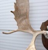 Groot  ALASKA ELAND GEWEI op solide houten schild ("MOOSE")
