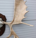 Groot  ALASKA ELAND GEWEI op solide houten schild ("MOOSE")