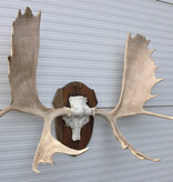 Groot  ALASKA ELAND GEWEI op solide houten schild ("MOOSE")