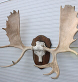 Groot  ALASKA ELAND GEWEI op solide houten schild ("MOOSE")