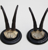 2 x antieke GEMS hoorns / gewei op rond schild - 1901