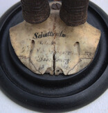 2 x antieke GEMS hoorns / gewei op rond schild - 1901