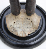 2 x antieke GEMS hoorns / gewei op rond schild - 1901